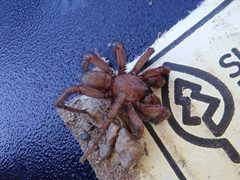 Antrodiaetus pugnax 110992922 by Ryan Durand. Used under a CC BY 4.0 license.