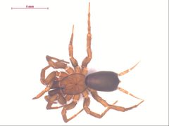 Hexura picea by CBG Photography Group, Centre for Biodiversity Genomics. Used under a CC BY-SA 3.0 license.