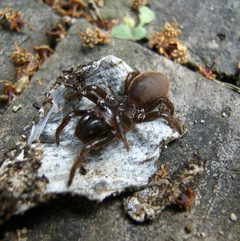 Atypus karschi by Daiju Azuma. Used under a CC BY-SA 2.5 license.