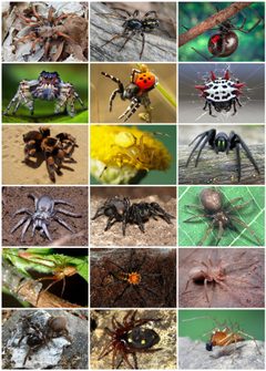 Spiders Diversity by Termininja

Marshal Hedin (File:Aptostichus female.jpg)
Dr. David Midgley (File:Supunna sp.jpg)
James Gathany (File:Black widow spider 9854 lores.jpg)
Thomas Shahan (File:Phidippus putnami male.jpg)
Viridiflavus (File:EresusSandaliatusHogeVeluwe.JPG)
Mkullen (File:Gasteracantha cancriformis 2.jpg)
George Chernilevsky (File:Brachypelma smithi 2009 G09.jpg)
JJ Harrison (File:Thomisidae sp.jpg)
Luis Miguel Bugallo Sánchez (File:Segestria florentina.jpg)
Marshal Hedin (File:Female Calisoga sp. (Marshal Hedin).jpg)
Fir0002 (File:Victorian funnelweb side.jpg)
Akio Tanikawa (File:Pandava.laminata.female.-.tanikawa.jpg)
André Karwath (File:Metellina mengei (aka).jpg)
Fritz Geller-Grimm (File:Linothele fg01.jpg)
Marshal Hedin (File:Titiotus.sp.(Marshal.Hedin).jpg)
OpenCage (File:Atypus karschi.jpg)
Siga (File:Uroctea durandi bl.jpg)
Kaldari (File:Oxyopes salticus Kaldari 02.jpg). Used under a CC BY-SA 3.0 license.