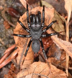 Sphodros atlanticus 61504683 by skitterbug. Used under a CC BY 4.0 license.