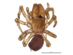 Sphodros niger 1 by CBG Photography Group, Centre for Biodiversity Genomics. Used under a CC0 license.