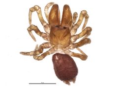 Sphodros niger 2 by CBG Photography Group, Centre for Biodiversity Genomics. Used under a CC0 license.
