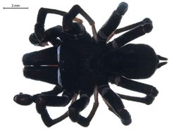 Sphodros niger dorsal by G. Blagoev, Centre for Biodiversity Genomics. Used under a CC BY-SA 3.0 license.