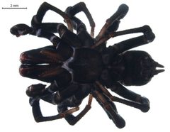 Sphodros niger ventral by G. Blagoev, Centre for Biodiversity Genomics. Used under a CC BY-SA 3.0 license.