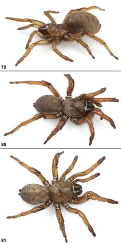 Aptostichus atomarius by Jason Bond, Auburn University. Used under a CC BY 3.0 license.