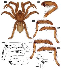 Aptostichus chemehuevi anatomy by Jason Bond, Auburn University. Used under a CC BY 3.0 license.