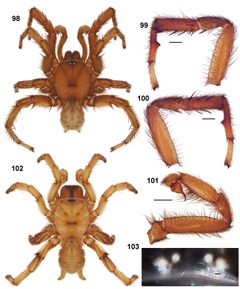 Aptostichus miwok anatomy male female by Jason Bond, Auburn University. Used under a CC BY 3.0 license.