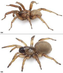 Aptostichus miwok male female by Jason Bond, Auburn University. Used under a CC BY 3.0 license.