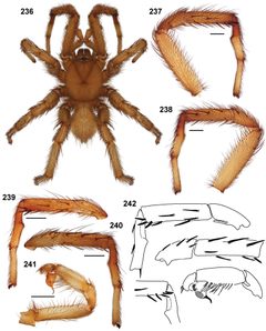 Aptostichus sarlacc anatomy by Jason Bond, Auburn University. Used under a CC BY 3.0 license.