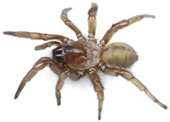 Aptostichus simus Monterey County by Jason Bond, Auburn University. Used under a CC BY 3.0 license.