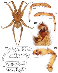 Aptostichus simus anatomy male by Jason Bond, Auburn University. Used under a CC BY 3.0 license.