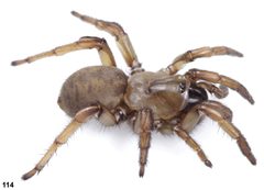 Aptostichus stanfordianus female by Jason Bond, Auburn University. Used under a CC BY 3.0 license.