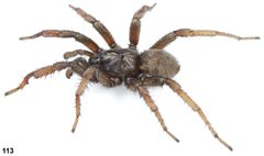 Aptostichus stanfordianus male by Jason Bond, Auburn University. Used under a CC BY 3.0 license.