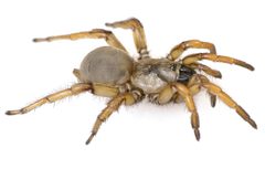 Aptostichus stephencolberti female 2 by Jason E. Bond. Used under a CC BY 3.0 license.