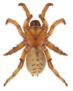 Aptostichus stephencolberti female 3 by Jason E. Bond. Used under a CC BY 3.0 license.