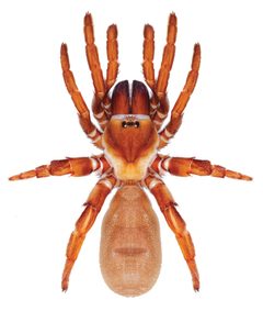 Eucteniza relata female by Jason E. Bond and  Rebecca L. Godwin. Used under a CC BY 3.0 license.