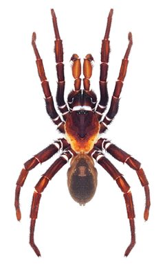 Eucteniza relata male by Jason E. Bond and  Rebecca L. Godwin. Used under a CC BY 3.0 license.