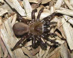 TrapDoorSpiderDorsal by Davefoc. Used under a CC BY 3.0 license.