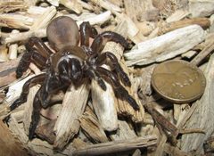 TrapDoorSpiderFrontPenny by Davefoc. Used under a CC BY 3.0 license.