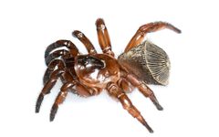 Cyclocosmia truncata by Jason Bond. Used under a CC BY 3.0 license.