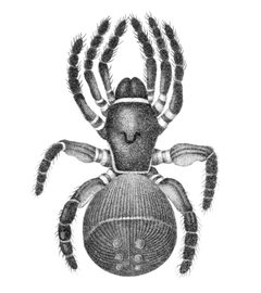 Hentz-Mygale-truncata by Nicholas Marcellus Hentz. Used under a Public domain license.
