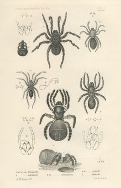 Hentz Plate 1 by Nicholas Marcellus Hentz. Used under a Public domain license.