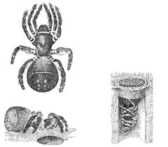 PSM V38 D205 Cyclocosmia truncata by Unknown authorUnknown author. Used under a Public domain license.