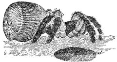 PSM V38 D205 Side view of cyclocosmia truncata by Unknown authorUnknown author. Used under a Public domain license.