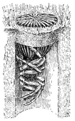 PSM V38 D205 Truncata closing her burrow with her abdomen by Unknown authorUnknown author. Used under a Public domain license.