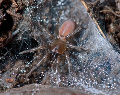 Megahexura fulva 160399 by Marshal Hedin. Used under a CC BY 4.0 license.