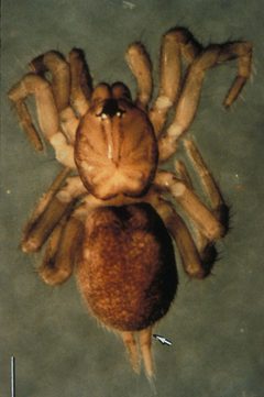Spruce Fir Moss Spider by U.S. Fish and Wildlife Service. Used under a Public domain license.