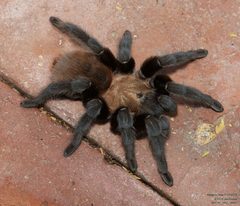 Aphonopelma anax 265624931 by John Rosford. Used under a CC BY 4.0 license.