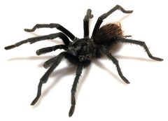 Aphonopelma catalina male ZooKeys 560 by Chris A. Hamilton, Brent E. Hendrixson, Jason E. Bond. Used under a CC BY 4.0 license.