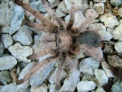 Aphonopelma.chalcodes by Ondřej Řehák, Czech Republic. Used under a CC BY-SA 3.0 license.