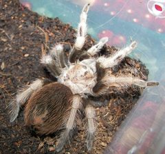Aphonopelma chalcodes by Snake collector. Used under a CC BY 2.0 license.