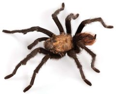 Aphonopelma chalcodes male ZooKeys 560 by Chris A. Hamilton, Brent E. Hendrixson, Jason E. Bond. Used under a CC BY 4.0 license.