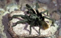 Arizona Blond Tarantula - Flickr - GregTheBusker by Greg Schechter from San Francisco, USA. Used under a CC BY 2.0 license.