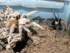 Couple aphonopelma chalcodes by Marc BRETHES. Used under a CC BY-SA 3.0 license.