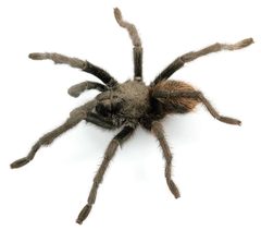 Aphonopelma chiricahua male ZooKeys 560 by Chris A. Hamilton, Brent E. Hendrixson, Jason E. Bond. Used under a CC BY 4.0 license.