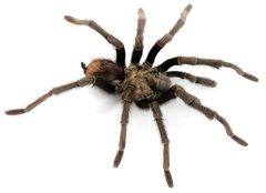 Aphonopelma eutylenum male ZooKeys 560 by Chris A. Hamilton, Brent E. Hendrixson, Jason E. Bond. Used under a CC BY 4.0 license.