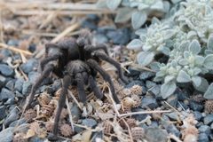 California ebony tarantula by Mychemicalromanceisrealemo. Used under a CC0 license.