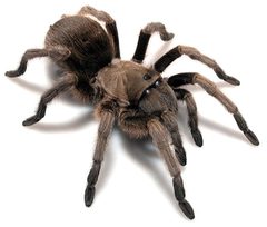 Aphonopelma gabeli female ZooKeys 560 by Chris A. Hamilton, Brent E. Hendrixson, Jason E. Bond. Used under a CC BY 4.0 license.