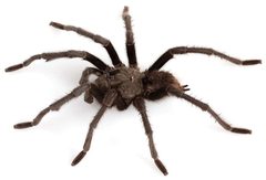 Aphonopelma gabeli male ZooKeys 560 by Chris A. Hamilton, Brent E. Hendrixson, Jason E. Bond. Used under a CC BY 4.0 license.