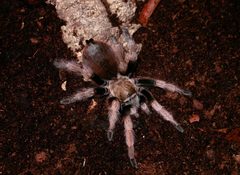 Aphonopelma hentzi by Www.universoaracnido.com. Used under a CC BY-SA 2.5 license.