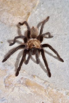 Aphonopelma hentzi 271003877 by Michelle. Used under a CC BY 4.0 license.