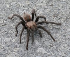 Aphonopelma hentzi P1180359a by 
xpda. Used under a CC BY-SA 4.0 license.