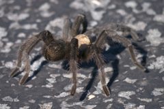 Aphonopelma hentzi P1320222a by 
xpda. Used under a CC BY-SA 4.0 license.