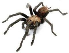Aphonopelma hentzi male ZooKeys 560 by Chris A. Hamilton, Brent E. Hendrixson, Jason E. Bond. Used under a CC BY 4.0 license.