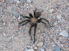 TarantulaOklahomaBrown by Zenhaus. Used under a CC BY-SA 3.0 license.